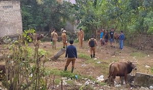 Petugas DKP3 dan Puskeswan Bontang melakukan pemeriksaan kesehatan sapi dan pelebelan aman PMK di salah satu lokasi penjualan di Jalan Letjen S Parman, Bontang Barat, Senin (27/6/2022). (Doc. Teraskata/Iwan)