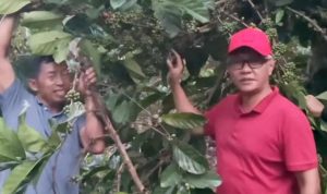 Wakil Ketua DPRD Kaltim, Muhammad Samsun saat mengunjungi Kampung Kopi Luwak