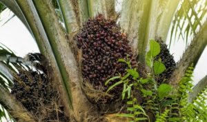 Kelapa Sawit (dok: teraskata)