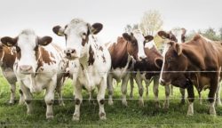 Sapi (dok: ist)