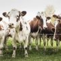 Sapi (dok: ist)