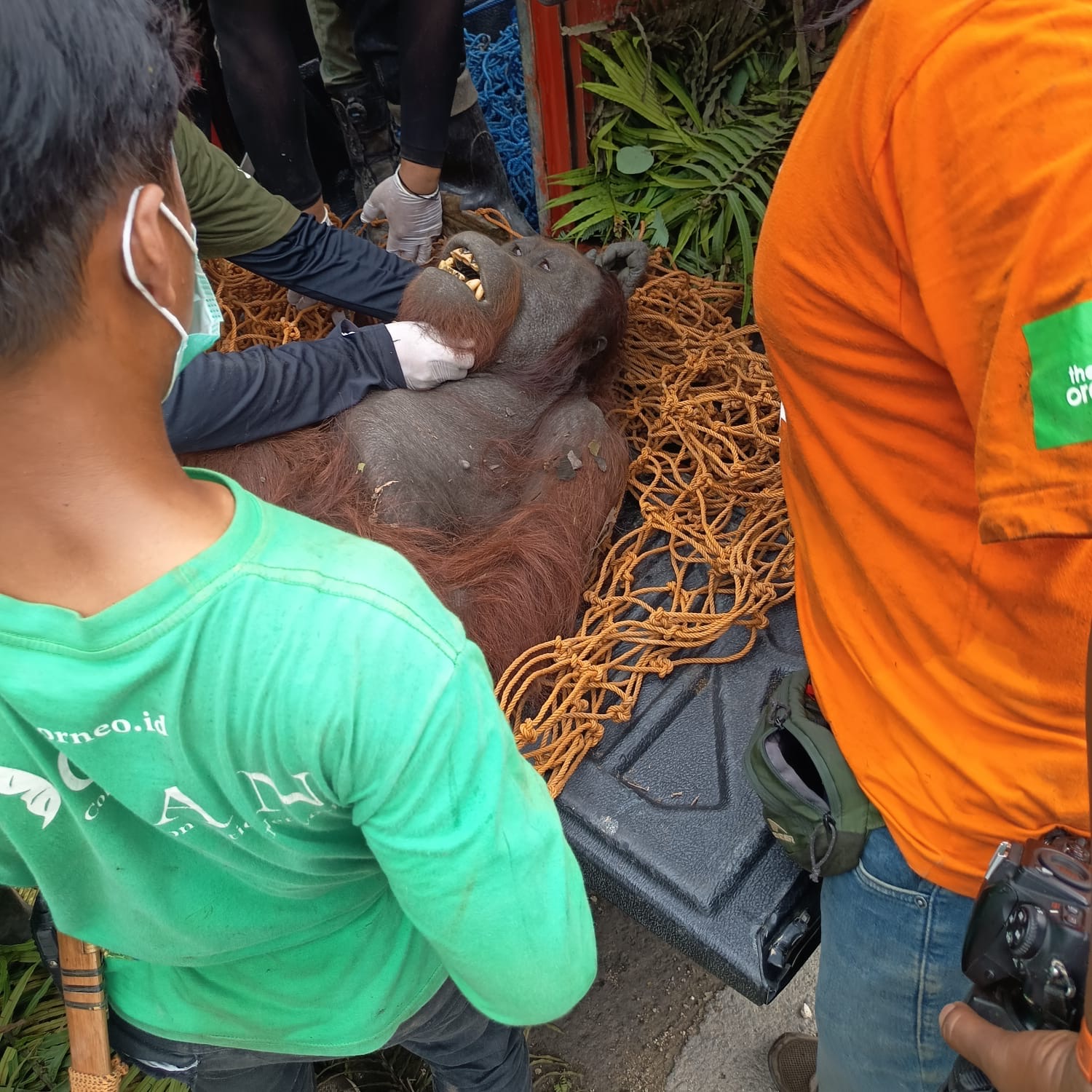 Alarm Habitat Terganggu, Orangutan yang Terekam Mengais Sampah di Jalan Poros Kutim Akhirnya Dievakuasi